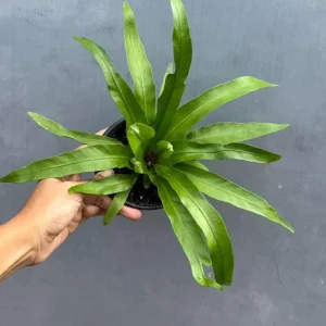 Bird Nest Fern Victoria Live Plant – Asplenium Nidus Victoria – 4 inch Pot – Indoor & Outdoor - Image 2