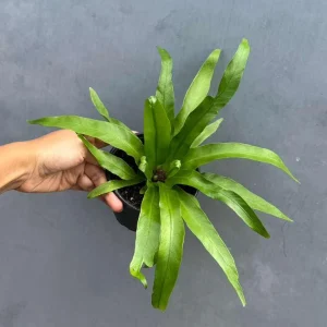 Bird Nest Fern Victoria Live Plant – Asplenium Nidus Victoria – 4 inch Pot – Indoor & Outdoor - Image 1