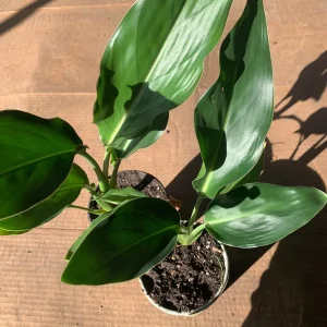 Bird of Paradise Live Plant (Strelitzia Regina) – 6 inch Cup – 5-8