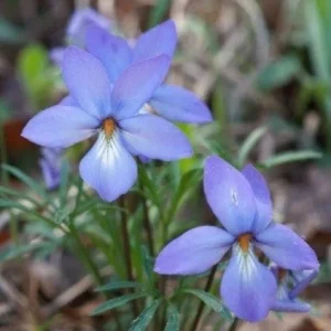Bird's-Foot Violet (Viola Pedata) Bare-Root Plant – Native Perennial Flower - Image 2