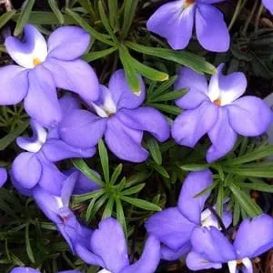 Bird's-Foot Violet (Viola Pedata) Bare-Root Plant – Native Perennial Flower - Image 3