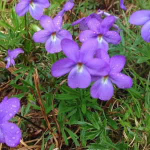 Bird's-Foot Violet (Viola Pedata) Bare-Root Plant – Native Perennial Flower - Image 1