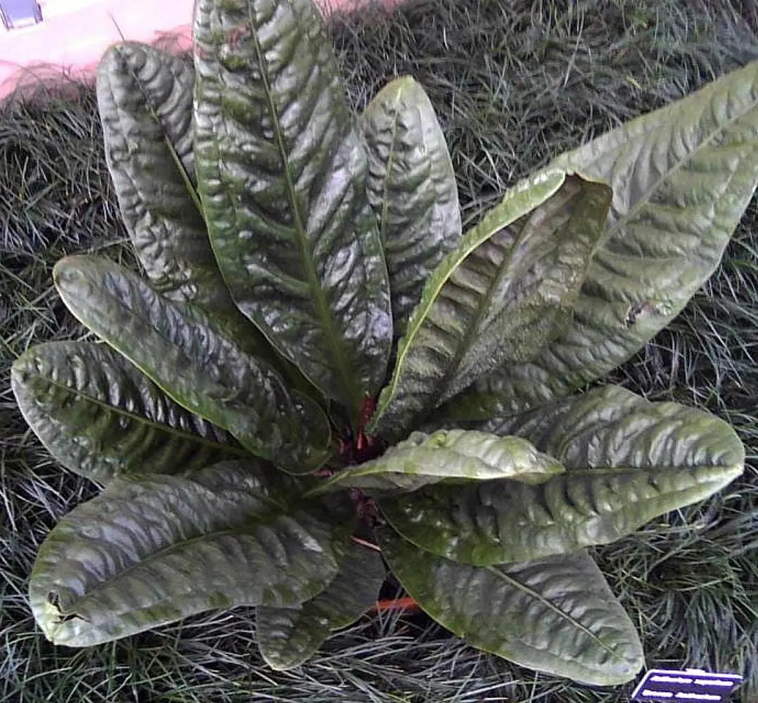 Bird's Nest Anthurium Superbum Live Plant - 4" Pot - Indoor Tropical Foliage - Image 2