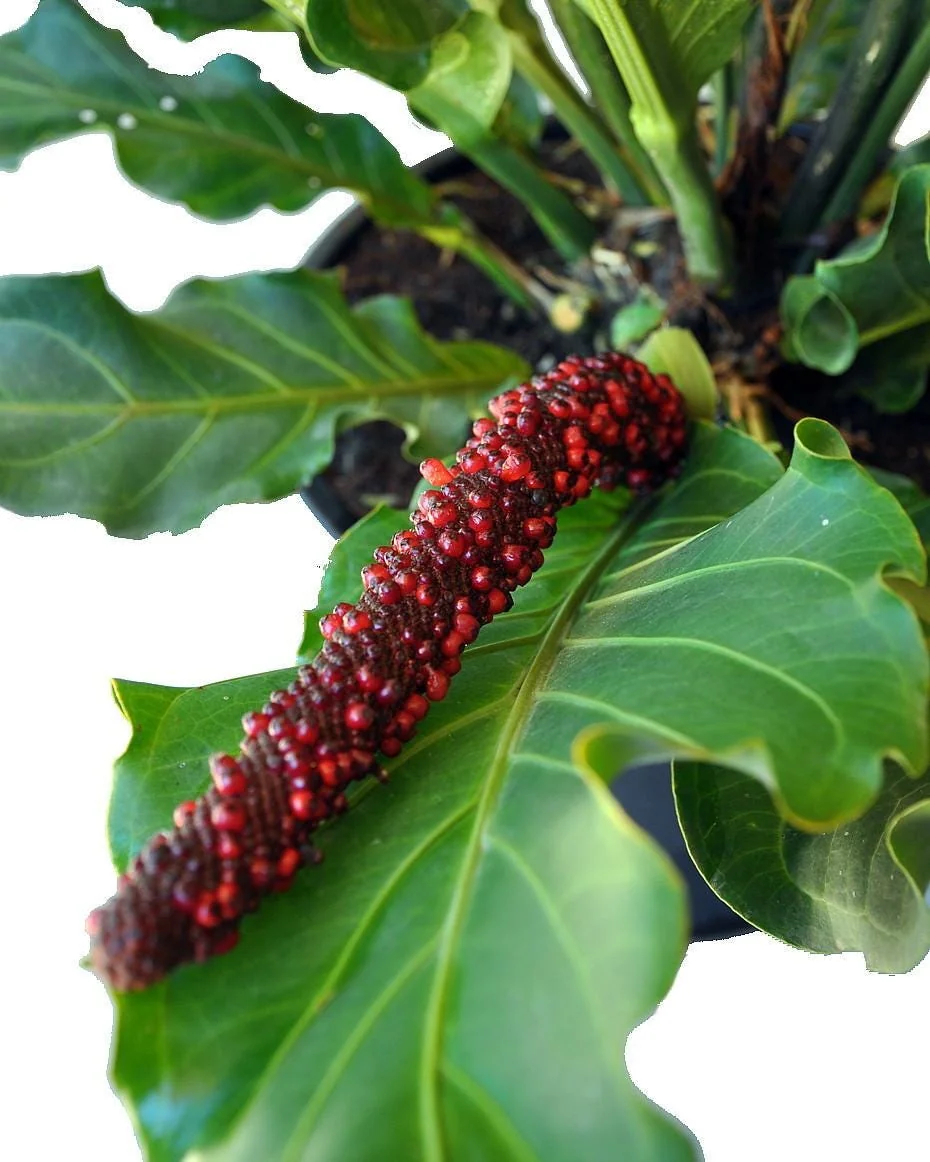 Bird's Nest Anthurium Superbum Live Plant - 4" Pot - Indoor Tropical Foliage - Image 3
