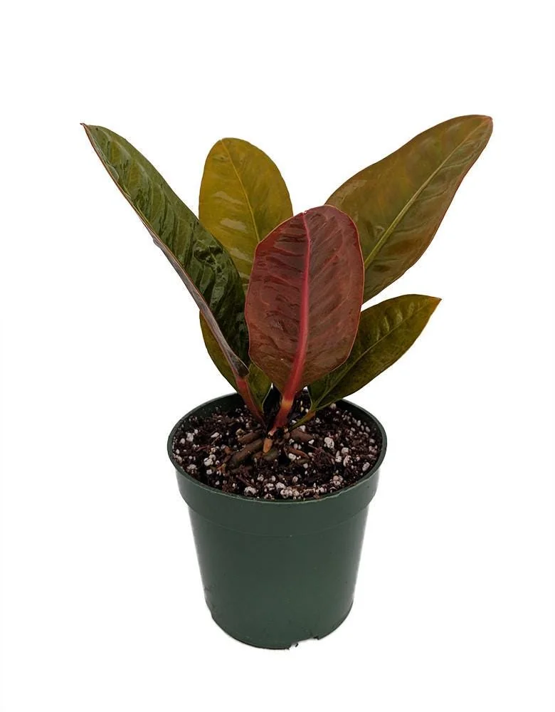 Bird's Nest Anthurium Superbum Live Plant - 4" Pot - Indoor Tropical Foliage - Image 1