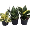 Birdsnest Snake Plant Collection - Live Sansevieria Houseplants - 3 Plants in 2" Pots - Image 1