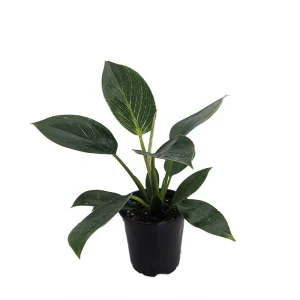 Birkin Philodendron Live Plant – 4