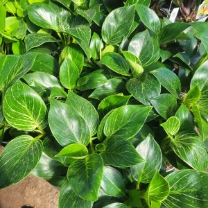 Birkin Philodendron Live Plant – Rooted Cutting – 4 inch Pot – Indoor Houseplant - Image 3