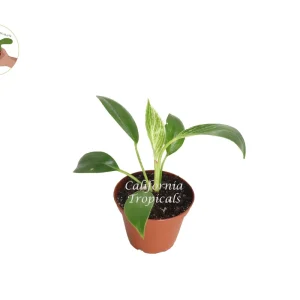 Birkin Philodendron Variegated Live Plant – 2 inch Pot – Indoor Houseplant - Image 2