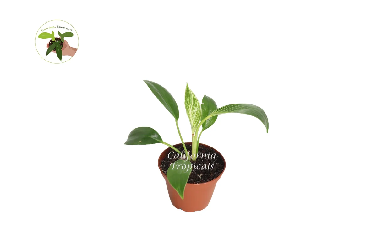 Birkin Philodendron Variegated Live Plant – 2 inch Pot – Indoor Houseplant - Image 2