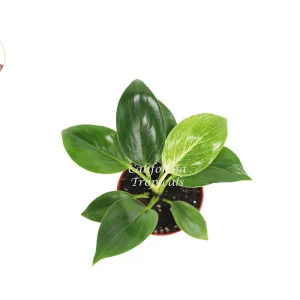 Birkin Philodendron Variegated Live Plant – 4 inch Pot – Indoor - Image 2