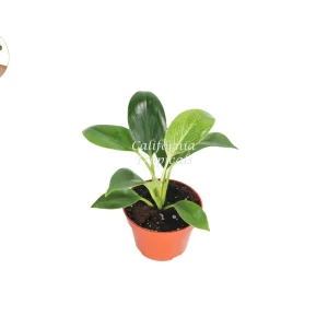 Birkin Philodendron Variegated Live Plant – 4 inch Pot – Indoor - Image 1