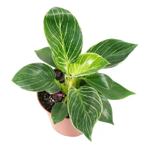 Birkin Philodendron Variegated Live Plant – 6 inch Pot – Indoor Houseplant - Image 2