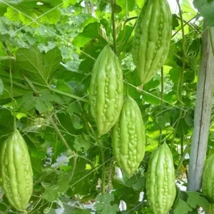 Bitter Gourd Baby Short Seeds - Non-GMO Bitter Melon Seeds for Planting - Image 2