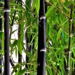 Black Asper Bamboo Live Plant - 6 inch Pot, Ornamental Black Bamboo for Outdoor & Indoor - Image 1