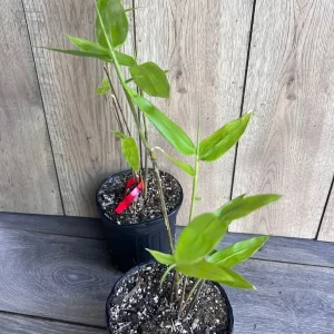 Black Asper Bamboo Live Plant - 6 inch Pot, Ornamental Black Bamboo for Outdoor & Indoor - Image 5