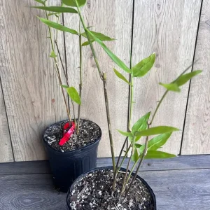 Black Asper Bamboo Live Plant - 6 inch Pot, Ornamental Black Bamboo for Outdoor & Indoor - Image 6