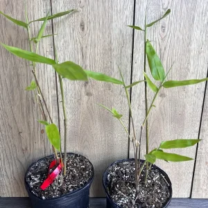 Black Asper Bamboo Live Plant - 6 inch Pot, Ornamental Black Bamboo for Outdoor & Indoor - Image 8