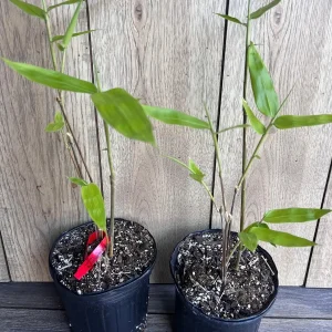 Black Asper Bamboo Live Plant - 6 inch Pot, Ornamental Black Bamboo for Outdoor & Indoor - Image 9