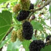 Black Beauty Mulberry Live Plant – Morus Nigra – 2-3ft Tall Potted Tree - Image 1