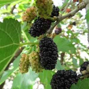 Black Beauty Mulberry Live Plant – Morus Nigra – 2-3ft Tall Potted Tree - Image 1