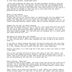 Black Beauty Peony Bareroot Plant 2-3 Eye - Deep Red Semi-Double Blooms, Fragrant - Image 3