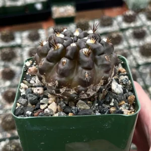 Black Cactus Neochilenia Huascensis Live Plant – Rare Cactus in 4 inch Pot - Image 3