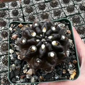 Black Cactus Neochilenia Huascensis Live Plant – Rare Cactus in 4 inch Pot - Image 1