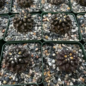 Black Cactus Neochilenia Huascensis Live Plant – Rare Cactus in 4 inch Pot - Image 4
