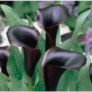 Black Calla Lily Seeds - Zantedeschia Aethiopica Flower Bonsai - Image 3