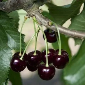 Black Cherry Tree Live Plant - Prunus serotina - Up to 2 ft Tall - Outdoor Fruit Tree - Image 1