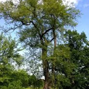 Black Cherry Tree Prunus serotina Bare Root – 10 Pack, 12-24in Tall, Outdoor - Image 2