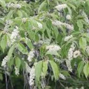 Black Cherry Tree Prunus serotina Bare Root – 10 Pack, 12-24in Tall, Outdoor - Image 3