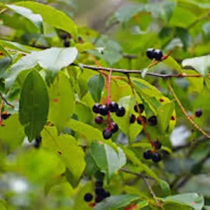 Black Cherry Tree Prunus serotina Bare Root – 10 Pack, 12-24in Tall, Outdoor - Image 1