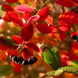 Black Chokeberry (Aronia melanocarpa) Bare Root Plant - 2 Pack, Edible Berries - Image 3