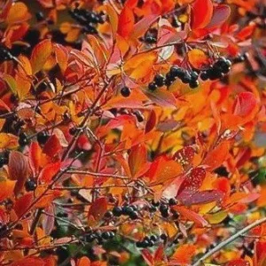 Black Chokeberry (Aronia melanocarpa) Bare Root Plant - 2 Pack, Edible Berries - Image 4