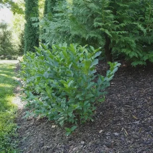 Black Chokeberry (Aronia melanocarpa) Bare Root Plant - 2 Pack, Edible Berries - Image 6