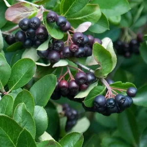 Black Chokeberry (Aronia melanocarpa) Bare Root Plant - 2 Pack, Edible Berries - Image 7