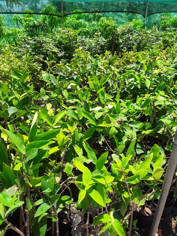 Black Diamond Wax Apple Tree - Live Plant, 1-2 Ft Tall, Shipped in 3 Gallon Pot - Image 2