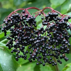 Black Elderberry Live Plant – Edible Berries, Quart Pot (12