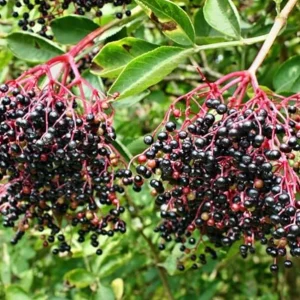 Black Elderberry Live Plant – Edible Berries, Quart Pot (12