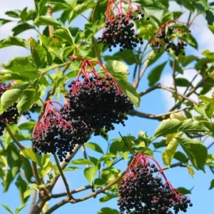 Black Elderberry Live Plant – Edible Berries, Quart Pot (12