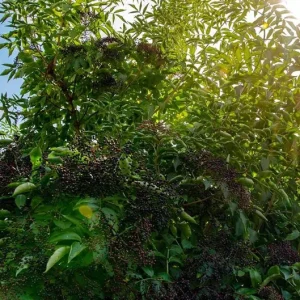 Black Elderberry Live Plant – Edible Berries, Quart Pot (12