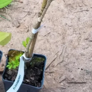 Black Elderberry Live Plant – Edible Berries, Quart Pot (12