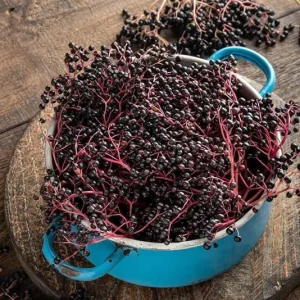 Black Elderberry Live Plant – Edible Berries, Quart Pot (12