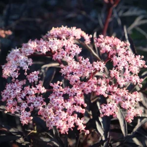 Black Elderberry Live Plant – Edible Berries, Quart Pot (12