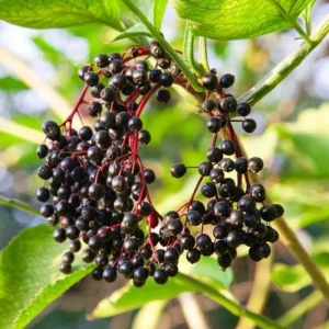 Black Elderberry Live Plant – Edible Berries, Quart Pot (12" Tall) Outdoor Shrub - Image 1