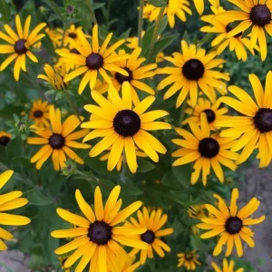 Black Eyed Susan Seeds - Heirloom Perennial Non-GMO Flower Rudbeckia - Image 3