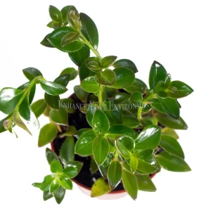 Black Goldfish Plant 4'' - Live Potted Houseplant - Unique Home Decor - Image 2