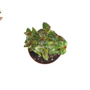 Black Goldfish Plant Live Houseplant – 2 inch Pot – Indoor Decor - Image 2